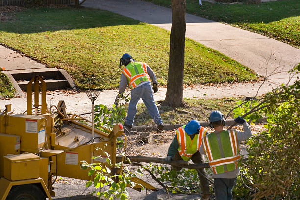 Professional Tree Care Services in Mexico, MO